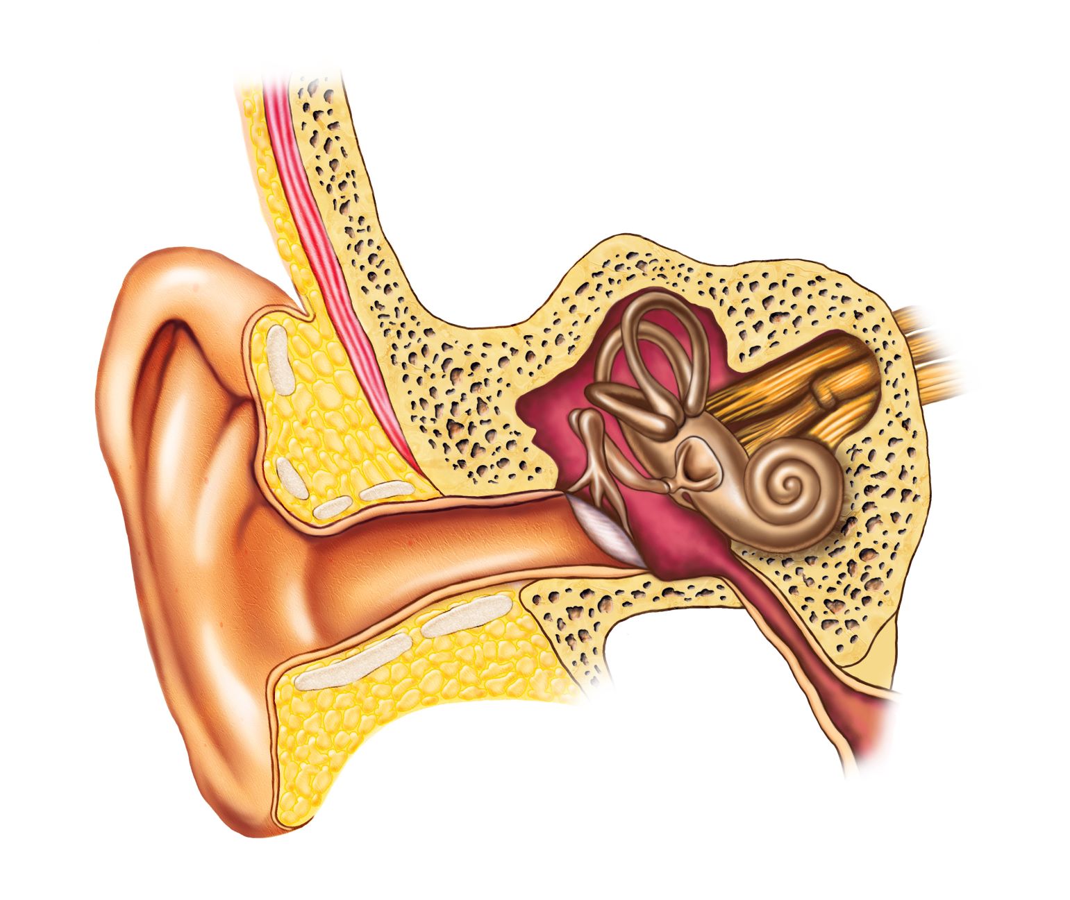 inner ear picture