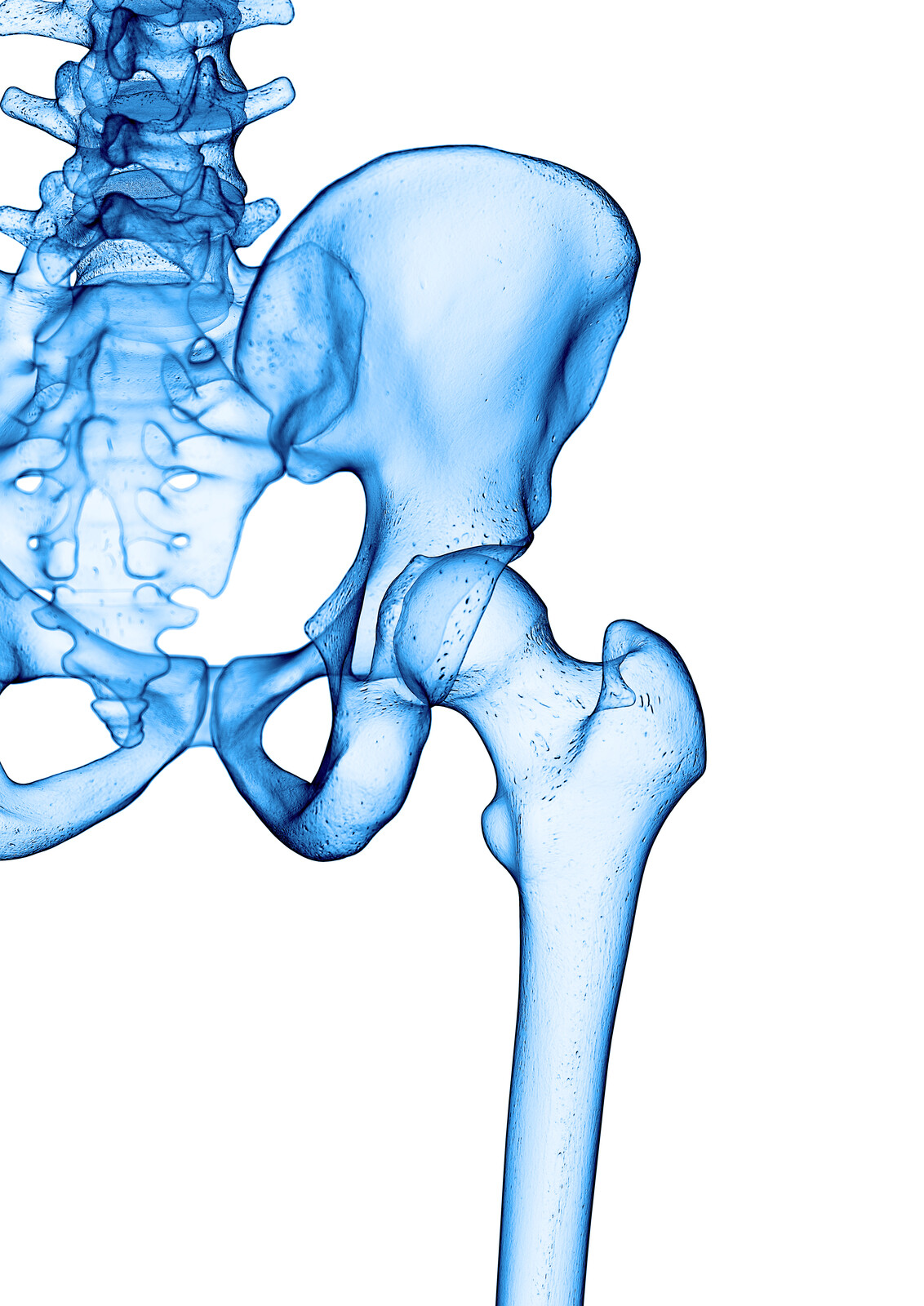 Hip joint. Happy Joints class Central Lakes Physio Wanaka